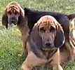 Bloodhound puppies for sale