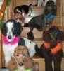 Standard Poodle puppies