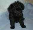Yorkiepoo puppies for sale 