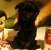 Yorkiepoo puppies for sale