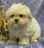 Maltese puppies for sale 