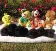 Yorkiepoo puppies for sale