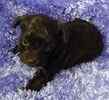 Yorkiepoo puppies for sale