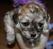 Yorkiepoo puppies for sale 