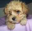 Yorkiepoo puppies for sale