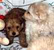 Yorkiepoo puppies for sale