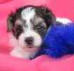 Yorkiepoo puppies for sale