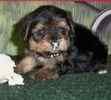 Yorkipoo puppies for sale