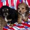 Yorkiepoo puppies for sale 