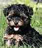 Yorkiepoo puppies for sale