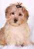 Yorkiepoo puppies for sale