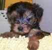 Yorkiepoo puppies for sale