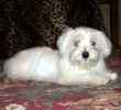 Maltese puppies for sale