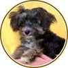 Yorkiepoo puppies for sale 