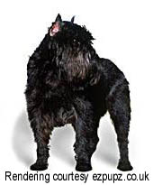 Affenpinscher puppies for sale