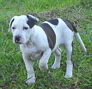 Alapaha Blue Blood Bulldog puppies for sale