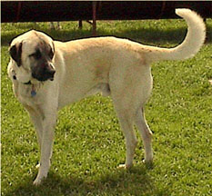 Anatolian Shepherd puppies for sale