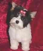Biewer Yorkie puppies for sale