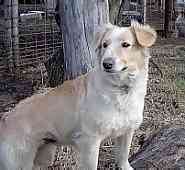 English Shepherd puppies for sale